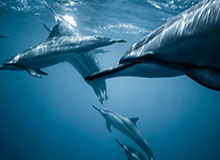 奇异果体育官方网站-邓亚萍回忆运动员生涯：我的“前三板”是怎么练成的？